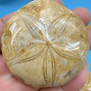 Espinoso marino fósil, estrella de mar bien conservada, espinoide, espécimen natural para colección de paleoentusiastas, mineral de interior - Product Image 3