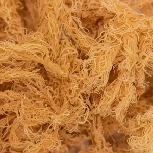 สาหร่าย Eucheuma cottonii จากเวียดนามแบบแห้งที่อุดมไปด้วยคาราจีแนนและเส้นใยสำหรับใช้ในอาหารและอุตสาหกรรม - Product Image 1