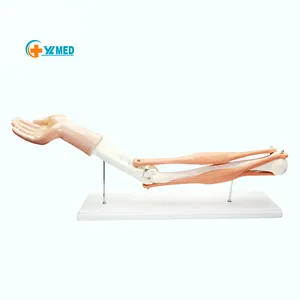 Advanced Life Size Plastic Human Functional Elbow Joint Model Anatomy Model