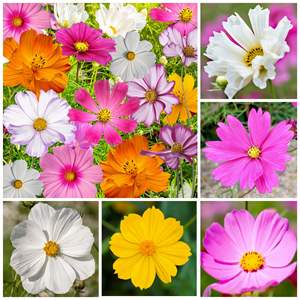 Wildflower Mix Paquete a granel para jardín y uso en exteriores Condición de árbol Atrae abejas Mariposas y monarcas <span class=keywords><strong>Cosmos</strong></span> <span class=keywords><strong>Bipinnatus</strong></span> - Product Image 2