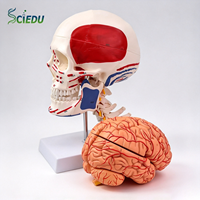 Modèle de crâne humain coloré SCIEDU avec colonne cervicale et cerveau détachable, modèle anatomique médical pour l'enseignement