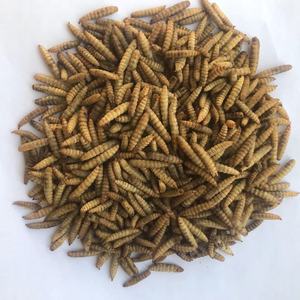 Larves de Mouches Soldat Noires de Haute Qualité pour l'Exportation, Préservées sous Vide, Riches en Protéines, Insectes Éco-frais pour Alimentation des Reptiles et Tortues - Product Image 3