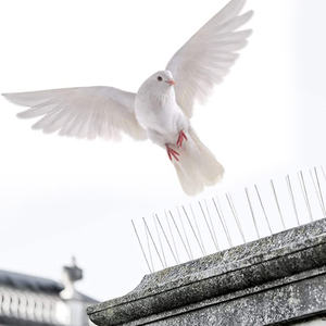 Nouvelles barbelures de protection en acier inoxydable faites maison pour clôtures, anti-oiseaux et pigeons - Product Image 5