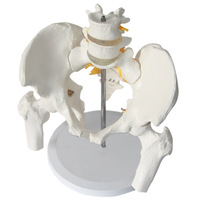 Modelo Anatómico de Pelvis Femenina de Tamaño Real y Dos Vértebras Lumbares, Modelo de Columna Vertebral y Columna Femoral con Modelo de Hueso del Muslo, CE/ISO