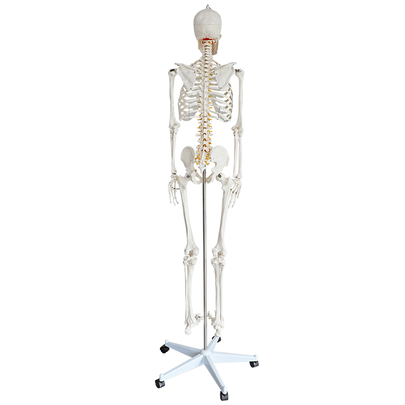 Life Size 170cm with Band nerves  Stand Included Medical Anatomical Human Skeleton Model