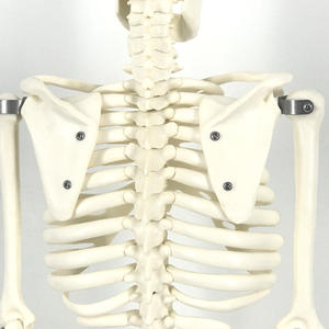 Modelo de <span class=keywords><strong>Esqueleto</strong></span> <span class=keywords><strong>Humano</strong></span> de PVC de 85 cm de Altura para Ciencias Médicas, Material de PVC, <span class=keywords><strong>Huesos</strong></span> Blancos, Imagen Clara e Intuitiva de los <span class=keywords><strong>Huesos</strong></span> - Product Image 4