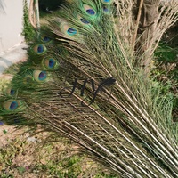 Großhandel Große Augen 100-110cm Lange Natürliche Pfauenschwanzfedern für Fliegenbinden, Basteln, Heimdekoration, Feiertage, Karnevalskostüme