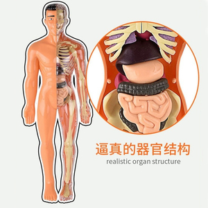 Kids Educational DIY Human Body Stereoscopic <strong>Model</strong> Kit <strong>Science</strong> Toys in Sets - Product Image 4