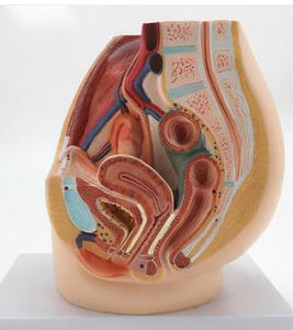 מדע הרפואה מודל רביה מודל לימוד מסייע הואגינה נקבה מודל sagital pelvic חתוך ניסיוני - Product Image 2