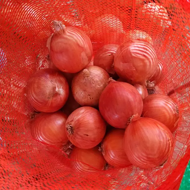 Cebolla roja fresca de India, cebolla grande para la exportación de Malasia, Malasia, Singapur