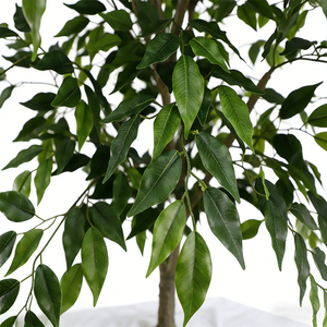 Arbre Banyan Artificiel à Feuilles Courbes en Plastique Résistant aux UV Décoration Intérieure Style Moderne Hauteur Personnalisée - Product Image 4