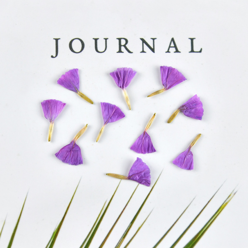 MH488 viola naturale 20 pz/borsa