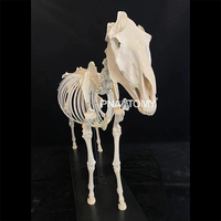 Modèle de squelette de cheval grandeur nature modèle anatomique animal crâne de cheval colonne vertébrale et bassin anatomie équipement éducatif