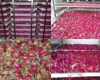 Séchoir à air chaud pour fruits et légumes, grande capacité et économe en énergie, équipement industriel de déshydratation alimentaire, machine de séchage des épices