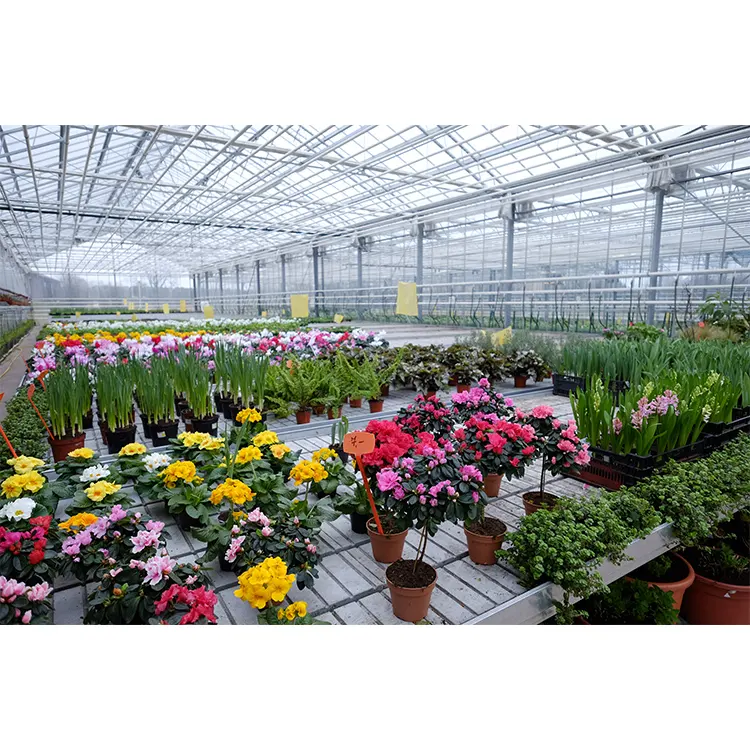 Promotion garden green house Agricultural/Commercial/Industrial Greenhouse for Vegetables / mushrooms / flowers