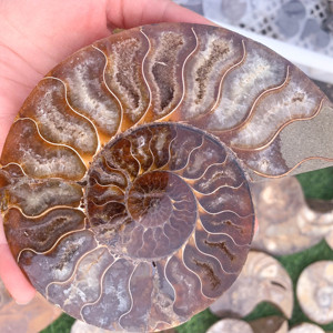 Amonita de Madagascar, Amonita, Amonitaammonite - Product Image 1