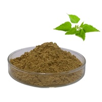 Poudre d'extrait de racine d'ortie bio de vente chaude 1% poudre de bêta sitostérol