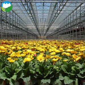 High Yield And Growth Controlling Forever Flowering Greenhouse Alibaba Com