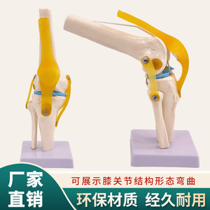 Modelo de simulación de rodilla humana para enseñanza, con ligamentos, huesos, demostración de funciones médicas, hombro, cuello, columna vertebral - Product Image 5