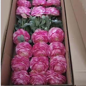 Ranunculus rosa y blanco, flor de simulación de ensueño, decoración de boda, se puede reutilizar y nunca se marchita - Product Image 4