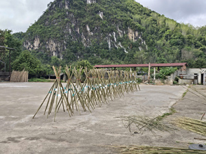 Eco Friendly Tonkin <b>Bamboo</b> <b>Canes</b> for Vineyard Support Wholesale Agricultural <b>Bamboo</b> Plant Stakes Manufacturer - Product Image 3