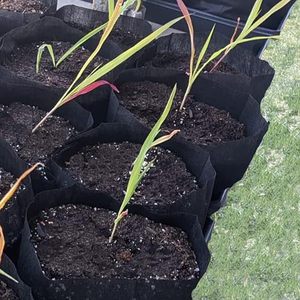 Grs thoáng khí và cấy ghép PP không dệt bảo vệ túi màu đen cho trái cây vườn ươm trên bán 100 cái/túi - Product Image 6