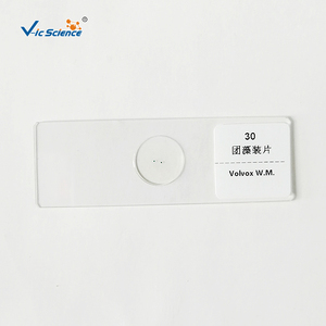 Lot de 12 Lames Préparées de <span class=keywords><strong>Champignons</strong></span> pour Microscope – Prix Usine - Product Image 6