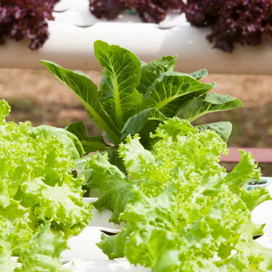 Estante de cultivo hidropónico apilable | Sistema eficiente de ahorro de espacio para cultivo de vegetales en interiores - Product Image 6