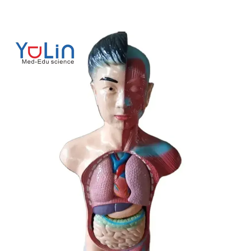 Medical science high quality and best price Teenager half body torso model 60 cm anatomical model