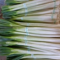 Échalote fraîche Oignon de printemps chinois Légumes frais Poireau vert bon marché à vendre