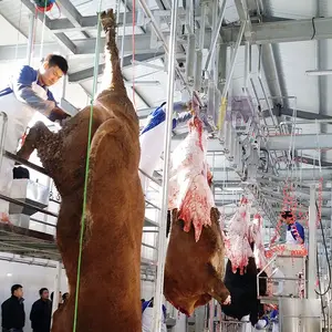 ターンキーソリューション食肉処理場プロジェクトシフト牛処理食肉処理ライン機器あたり100頭の牛バッファロー食肉処理機
