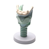 Grossissement à trois fois du cartilage thyroïdien Jonction du ligament hyoïde dans la gorge de sable du modèle de cartilage thyroïdien