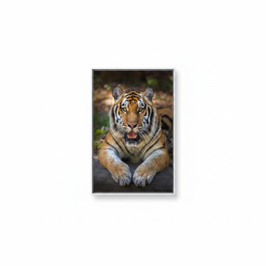 Lying Tiger Canvas Print: Realistic Jungle Cat <b>Wall</b> <b>Art</b>,WHITE <b>FRAMED</b> CANVAS - Product Image 2