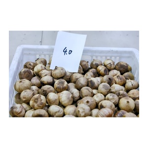 <span class=keywords><strong>Ail</strong></span> noir cuit au four au goût naturellement sucré, fournisseur d'emballages et d'étiquettes personnalisés pour l'<span class=keywords><strong>ail</strong></span> noir fermenté <span class=keywords><strong>pelé</strong></span> et <span class=keywords><strong>non</strong></span> <span class=keywords><strong>pelé</strong></span> - Product Image 3