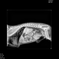 Système d'imagerie numérique vétérinaire EURVET, équipement vétérinaire, 32 kW, haute fréquence, DR, rayons X, diagnostic animal