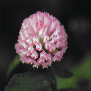 Extracto de <span class=keywords><strong>Trifolium</strong></span> Pratense Certificado GMP y Halal, Grado Alimenticio, Polvo de Hoja de Trébol Blanco y Rojo, Formononetina 98%, Envasado al Vacío - Product Image 4