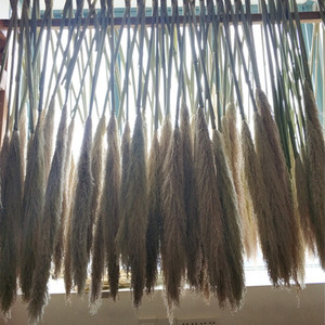 Herbe à plumes, roseau séché, fleur de roseau séchée, herbe de la pampa séchée pour la décoration de la <span class=keywords><strong>maison</strong></span> - Product Image 2