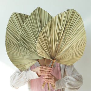 Feuilles <span class=keywords><strong>de</strong></span> <span class=keywords><strong>palmier</strong></span> séchées tropicales naturelles, éventails <span class=keywords><strong>de</strong></span> <span class=keywords><strong>palmier</strong></span> séchés Boho, feuilles sèches décoratives, fleurs séchées pour la maison, la cuisine et le mariage - Product Image 2