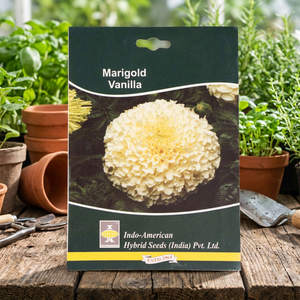 IAHS MARIGOLD Hybrid Dried Flowers White 1000 Seeds India - Product Image 2