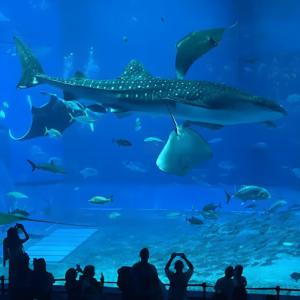 China Fabriek Voor Dikke Acryl Panelen (50Mm-1000Mm) Voor Mega <span class=keywords><strong>Aquarium</strong></span> Tunnels En Ramen - Product Image 1