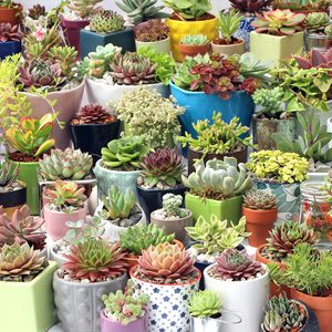 Paquete de Variedades de Suculentas, Plantas Vivas Enraizadas de 2 Pulgadas, Todas Variedades Únicas, Sin Duplicados, para Arreglos DIY y Regalos - Product Image 2