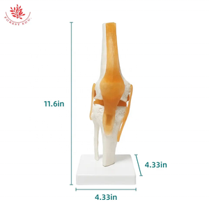 Modelo anatómico <span class=keywords><strong>de</strong></span> articulación <span class=keywords><strong>de</strong></span> <span class=keywords><strong>rodilla</strong></span> <span class=keywords><strong>de</strong></span> tamaño Natural humano FRT029 modelo <span class=keywords><strong>de</strong></span> esqueleto <span class=keywords><strong>de</strong></span> anatomía con <span class=keywords><strong>ligamentos</strong></span> - Product Image 2