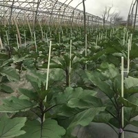 Tige solide en fibre de verre haute résistance pour piquet à neige, support de plantes, bâton de drapeau