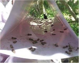 Appât phéromonal efficace pour la mite des pommes (Cydia Pomonella) – Liquide phéromonal écologique pour la protection des arbres fruitiers – Pesticide - Product Image 6