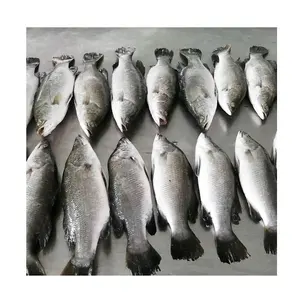 Dondurulmuş deniz ürünleri Barramundi dondurulmuş Seabass iFish 400-600g