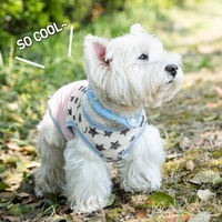 Collier de refroidissement pour animaux de compagnie en TPU+PCM, écologique, doux et confortable, avec boucle, pour chats/chiens, utilisation en camping en plein air