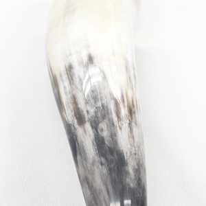 Cuerno de búfalo y Punta de cuerno de búfalo personalizados de buena calidad a la venta a granel/Punta de cuerno de búfalo y buey de calidad natural a la venta a precio - Product Image 3