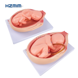 Juego de 10 Modelos de Desarrollo Fetal de Alta Calidad para Educación Médica y Estudio de Embriología - Product Image 5