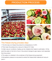 FDG-10 HUARAN Vriesdroger voor vlees & vis & fruit en groenten & dierenvoer/ CE-gekeurd |   Direct van de fabriek: Lyofilisator