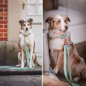 Vẻ Đẹp Thời Trang Có Thể Điều Chỉnh Hoa Và Con Chó Bow Tie Set Dễ Thương Hồ Màu Xanh Mềm Mascotas Cổ Áo Cá Nhân Nhung Con Chó Dây Xích - Product Image 3